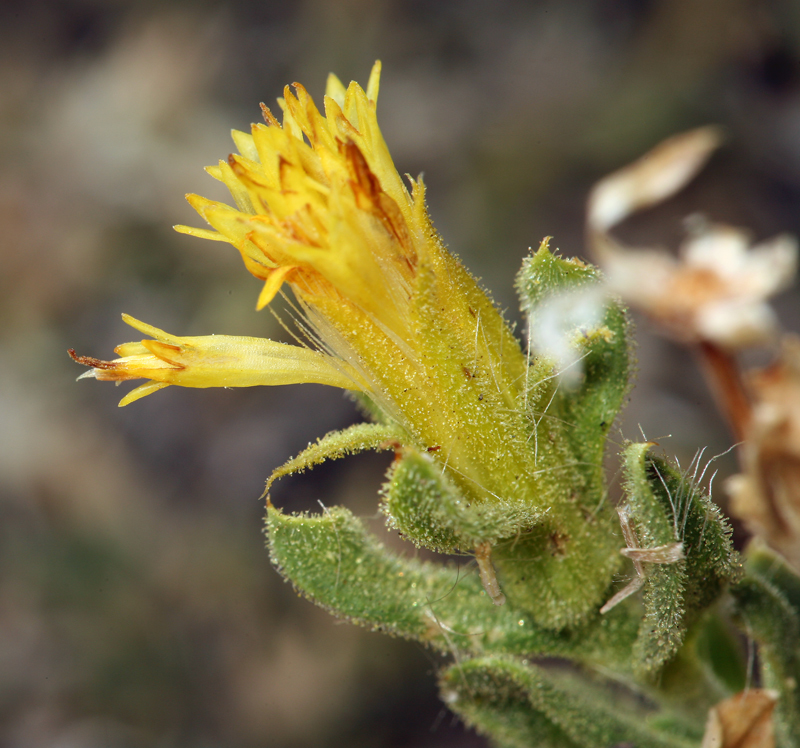 Imagem de Ericameria discoidea (Nutt.) G. L. Nesom