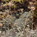 Image de Antennaria rosea subsp. confinis (Greene) R. J. Bayer