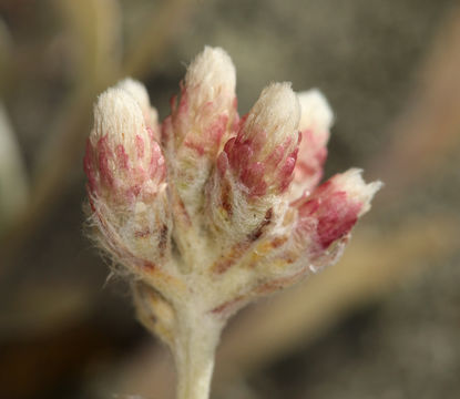 Imagem de Antennaria rosea subsp. confinis (Greene) R. J. Bayer