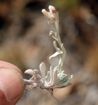 Imagem de Antennaria rosea subsp. confinis (Greene) R. J. Bayer