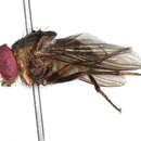 Image of Pseudoptilolepis