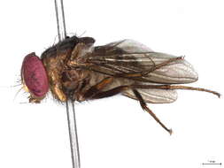 Image of Pseudoptilolepis