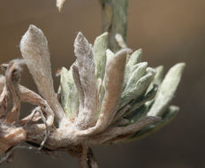 Imagem de Antennaria rosea subsp. confinis (Greene) R. J. Bayer