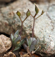 Image of sweetwater draba