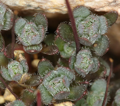 Image of sweetwater draba