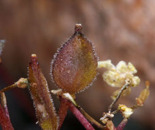 Image of sweetwater draba