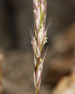 Trisetum spicatum (L.) K. Richt. resmi