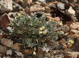 Sivun Astragalus platytropis A. Gray kuva