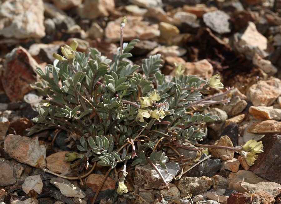 Imagem de Astragalus platytropis A. Gray