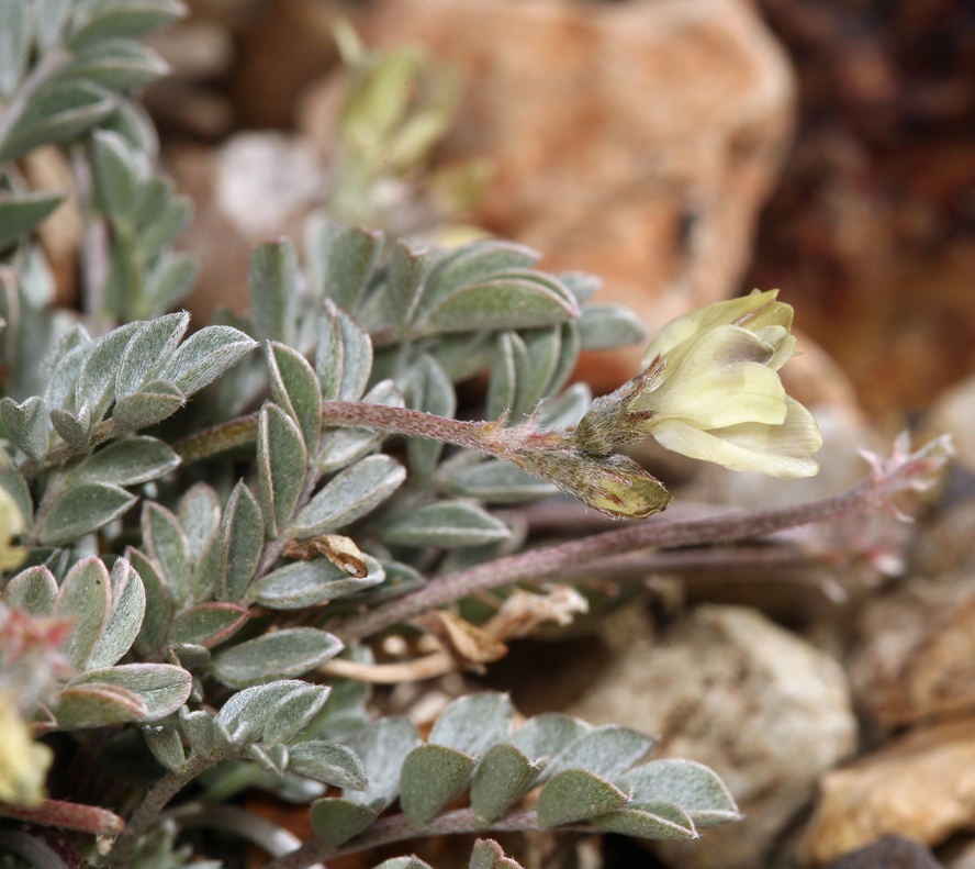 Imagem de Astragalus platytropis A. Gray