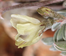 Sivun Astragalus platytropis A. Gray kuva