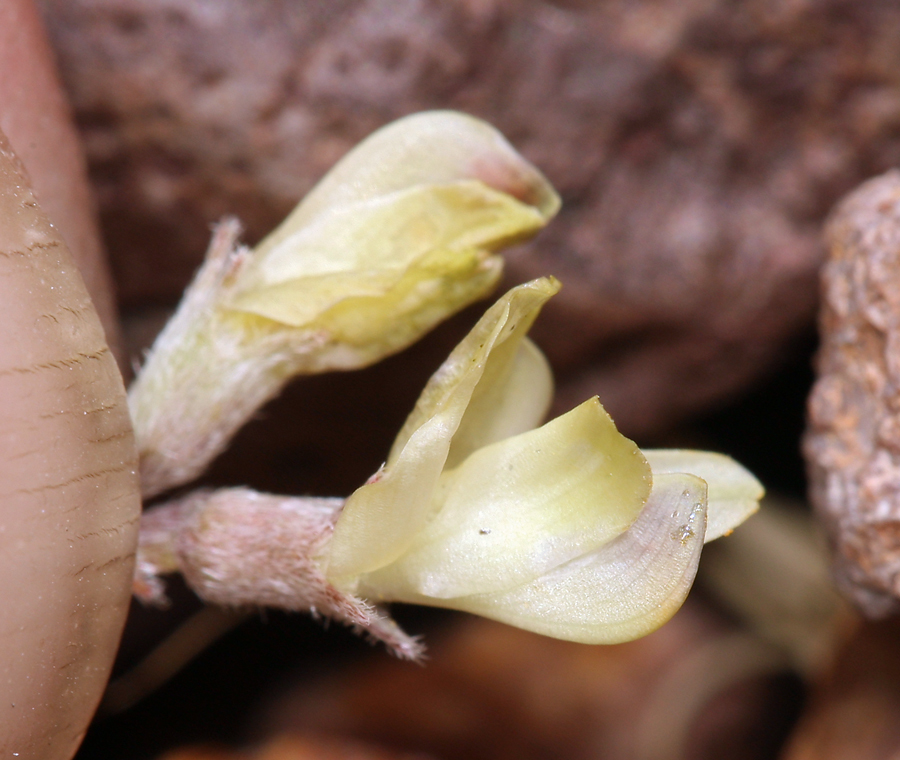 Imagem de Astragalus platytropis A. Gray