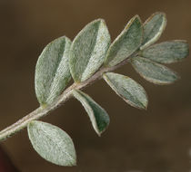 Sivun Astragalus platytropis A. Gray kuva