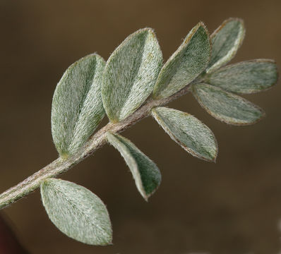 Imagem de Astragalus platytropis A. Gray