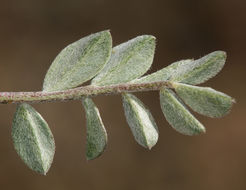 Imagem de Astragalus platytropis A. Gray