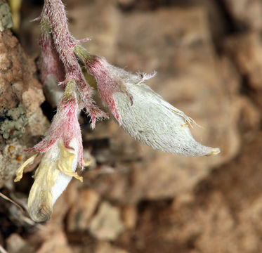 Imagem de Astragalus platytropis A. Gray