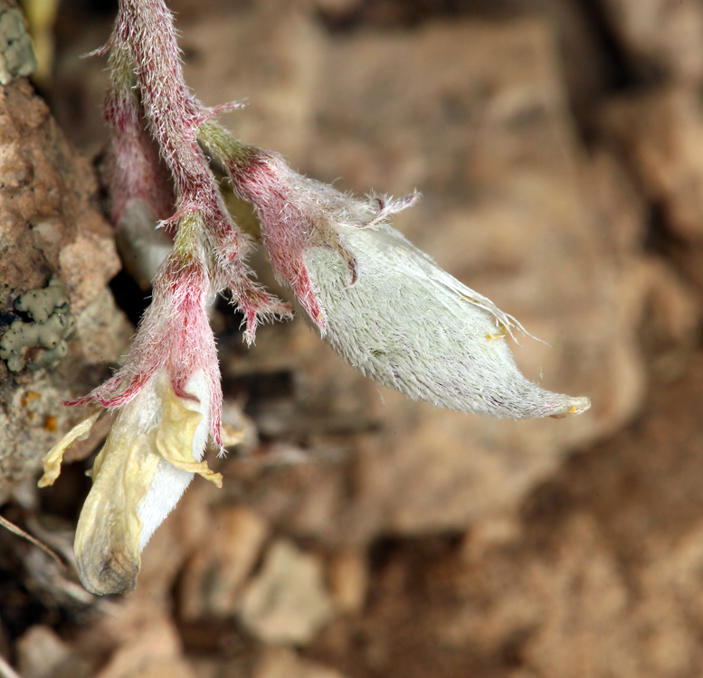 Sivun Astragalus platytropis A. Gray kuva