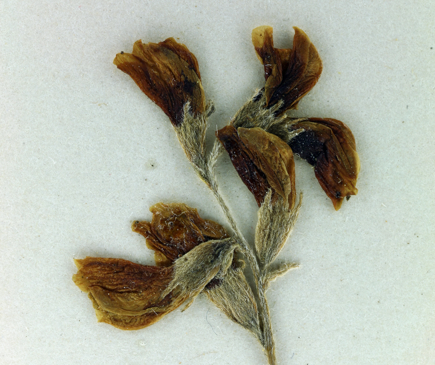 Imagem de Astragalus obscurus S. Wats.