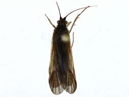 Image of Centromacronema