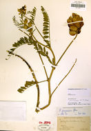 Sivun Astragalus pomonensis M. E. Jones kuva