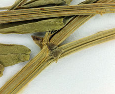 صورة Astragalus pomonensis M. E. Jones