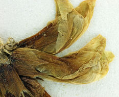 صورة Astragalus pomonensis M. E. Jones