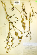 Imagem de Astragalus preussii var. laxiflorus A. Gray