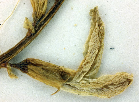 Imagem de Astragalus preussii var. laxiflorus A. Gray