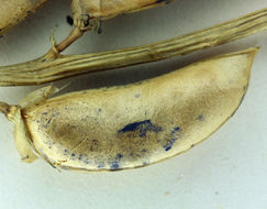Imagem de Astragalus preussii var. laxiflorus A. Gray