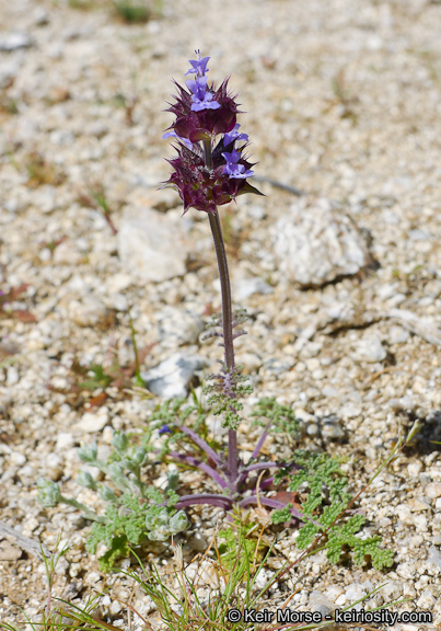 Imagem de Salvia columbariae Benth.