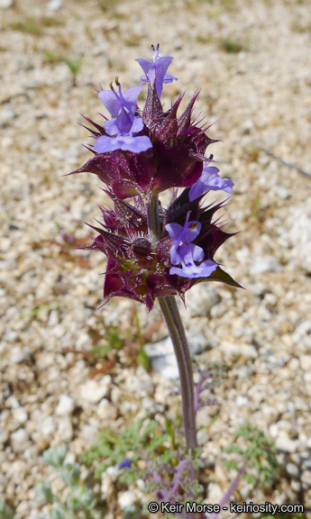 Imagem de Salvia columbariae Benth.