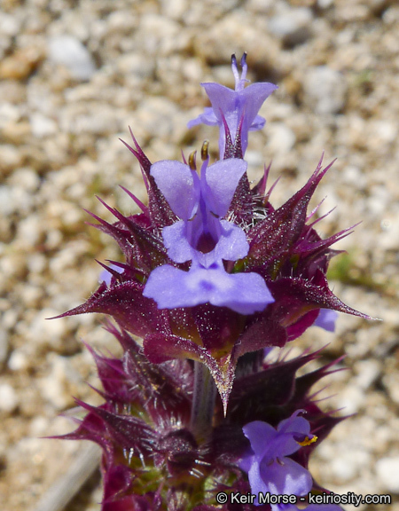 Imagem de Salvia columbariae Benth.