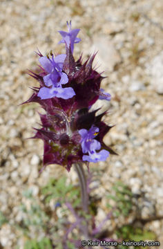 Imagem de Salvia columbariae Benth.