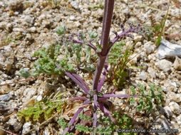 Imagem de Salvia columbariae Benth.