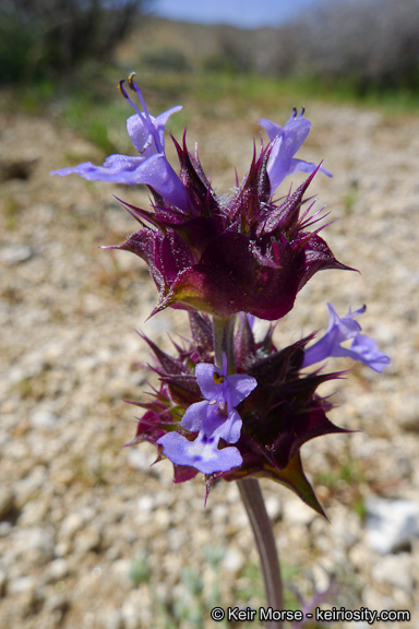 Imagem de Salvia columbariae Benth.