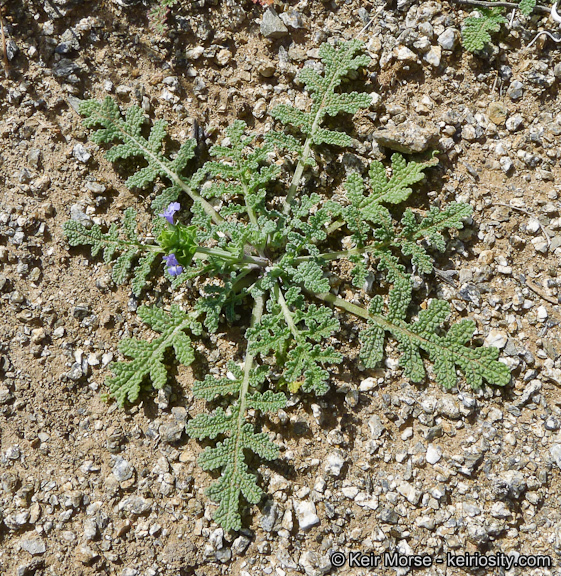 Imagem de Salvia columbariae Benth.