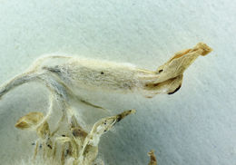 Image of woollypod milkvetch