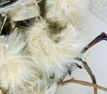 Image of woollypod milkvetch