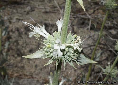 Image of scallopleaf sage