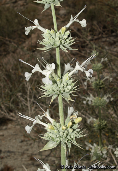 Image of scallopleaf sage