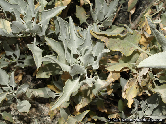 Image of scallopleaf sage