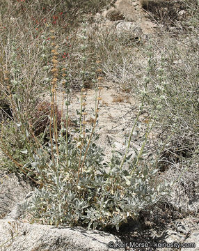 Image of scallopleaf sage