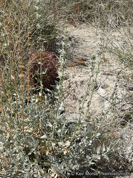 Image of scallopleaf sage