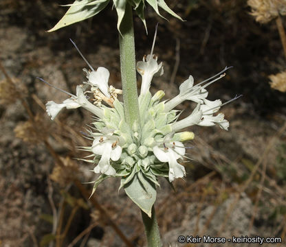 Image of scallopleaf sage