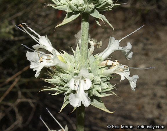 Image of scallopleaf sage