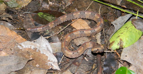 Image of Hognosed Pit Viper