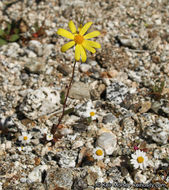 Senecio californicus DC. resmi