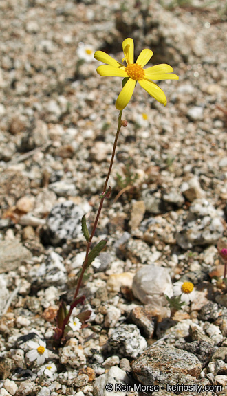 Senecio californicus DC. resmi