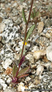 Senecio californicus DC. resmi