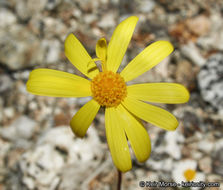 Senecio californicus DC. resmi